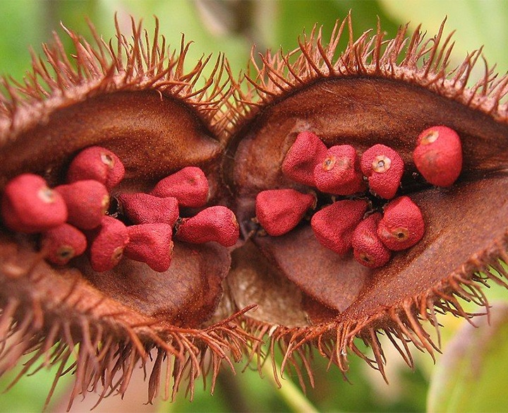 OLEIC EXTRACT OF ANNATTO 20%