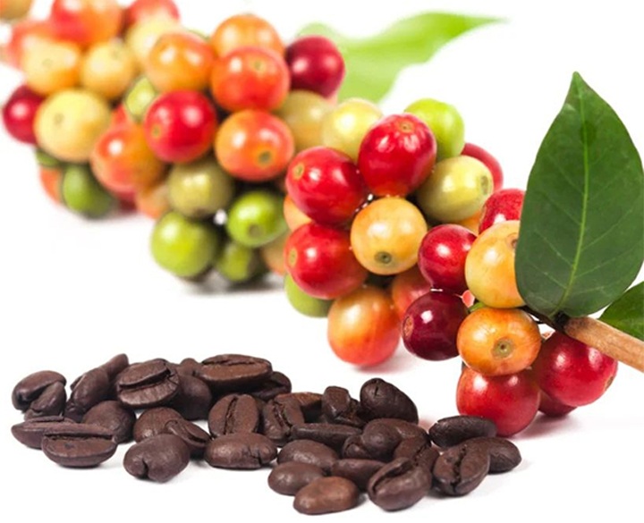 VIRGIN GREEN COFFEE OIL