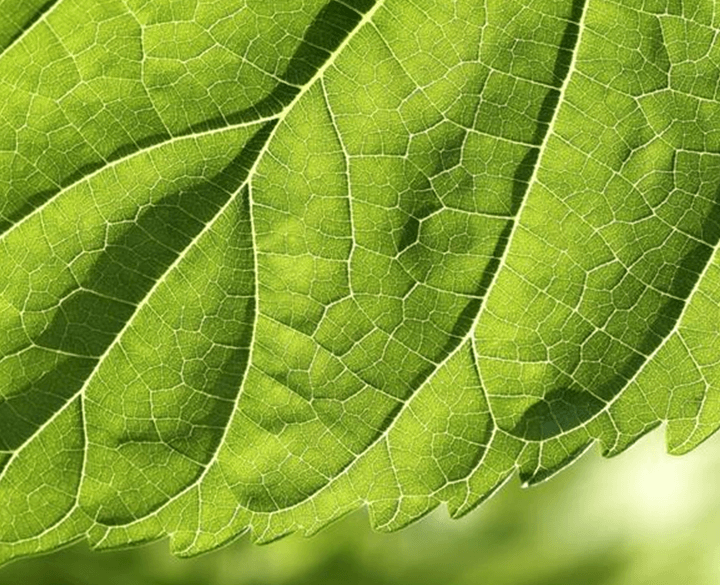 ColorFruit® Green 805 WS-AP